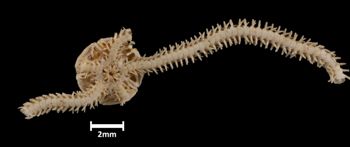 Media type: image;   Invertebrate Zoology OPH-1401 Aspect: ventral